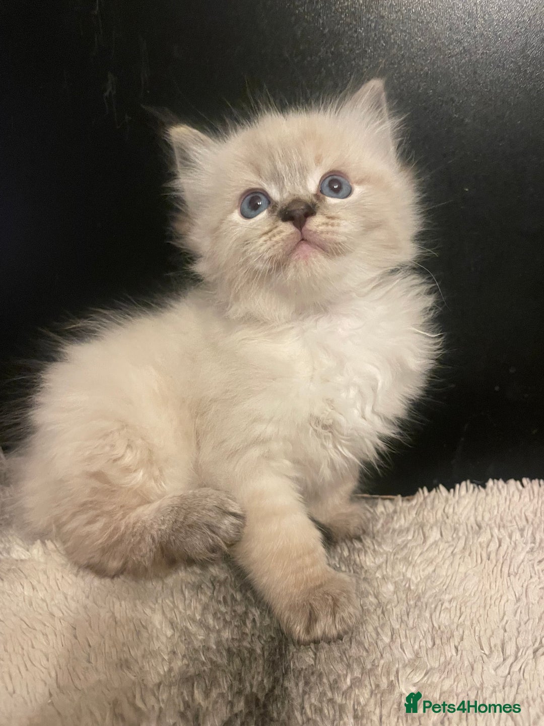 Ragdoll cats for sale: Lnyx male Ragdoll’s ready soon  - Advert 13