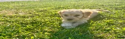 Cockapoo dogs for sale: Gorgeous F1 Cockapoo Puppies 🩷 - Advert 24