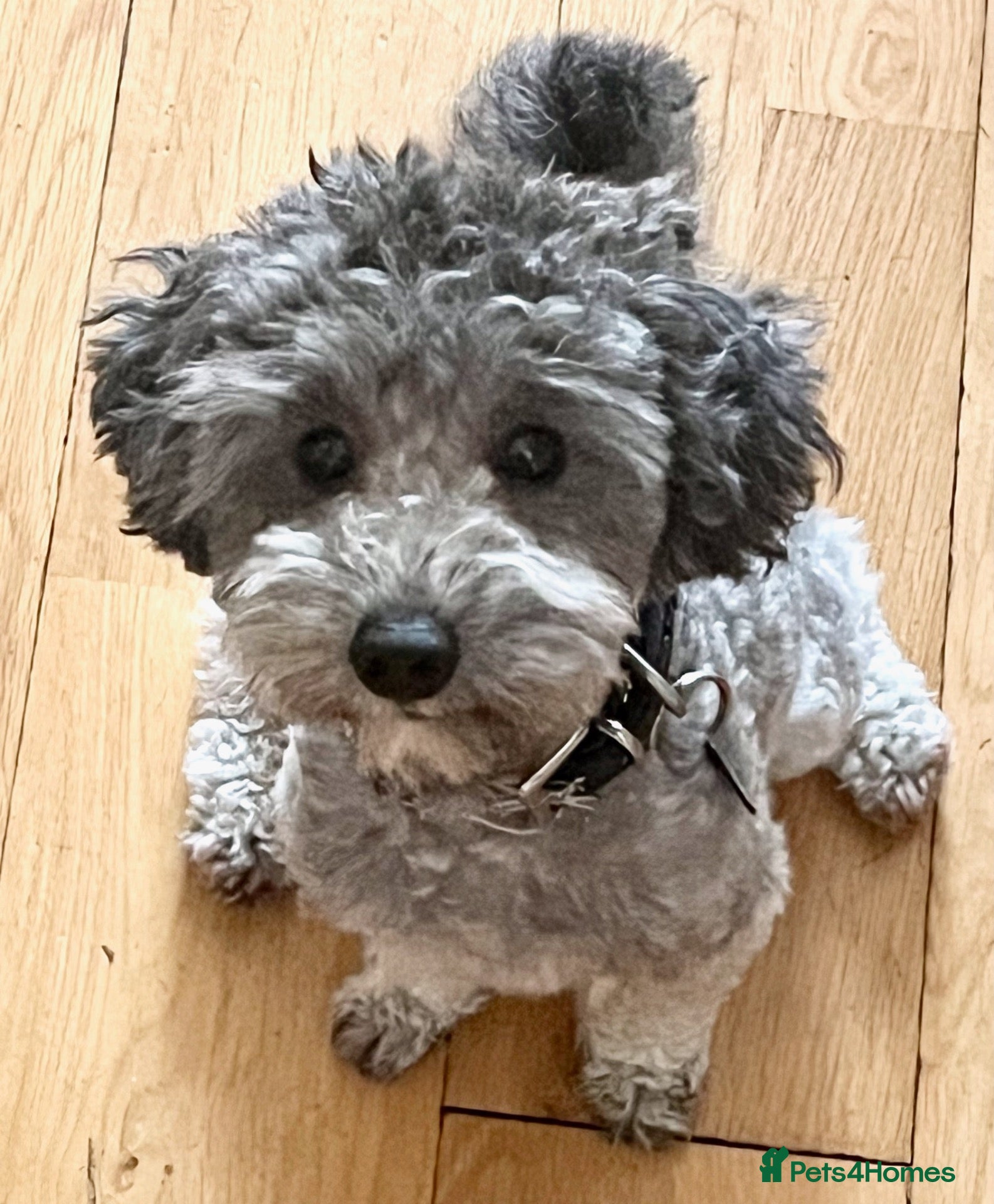 Toy Poodle dogs 🐩 Tiny Silver Toy Poodle Boy - 5 Years 🩶 - Advert 1