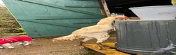Chickens poultry for sale: Indio Gigante *Portuguese bloodlines* Rare in Caldicot - Advert 5