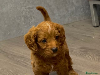 Cavapoo dogs Rich dark fox red cavapoos - Advert 18