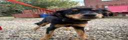 Mixed Breed dogs for adoption: Frank - Norwich norfolk - Advert 2