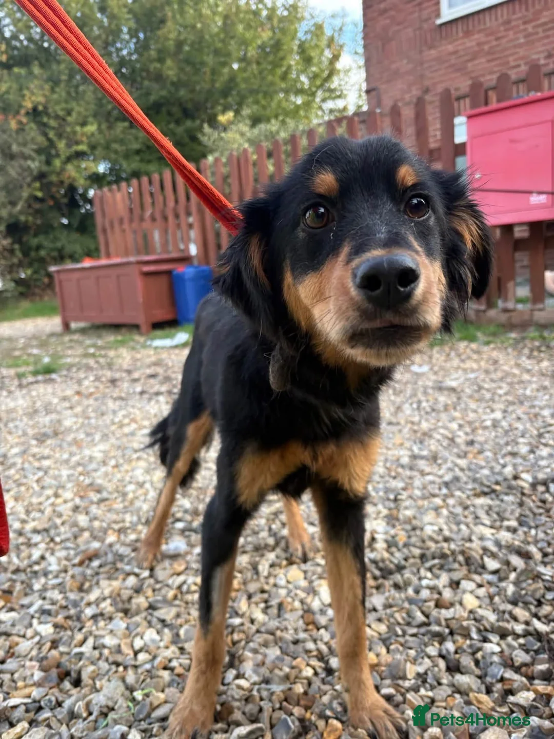Mixed Breed dogs for adoption: Frank - Norwich norfolk - Advert 2