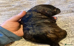 Cockapoo dogs for sale: Stunning Litter of Phantom F1 Cockapoo Puppies - Image 17