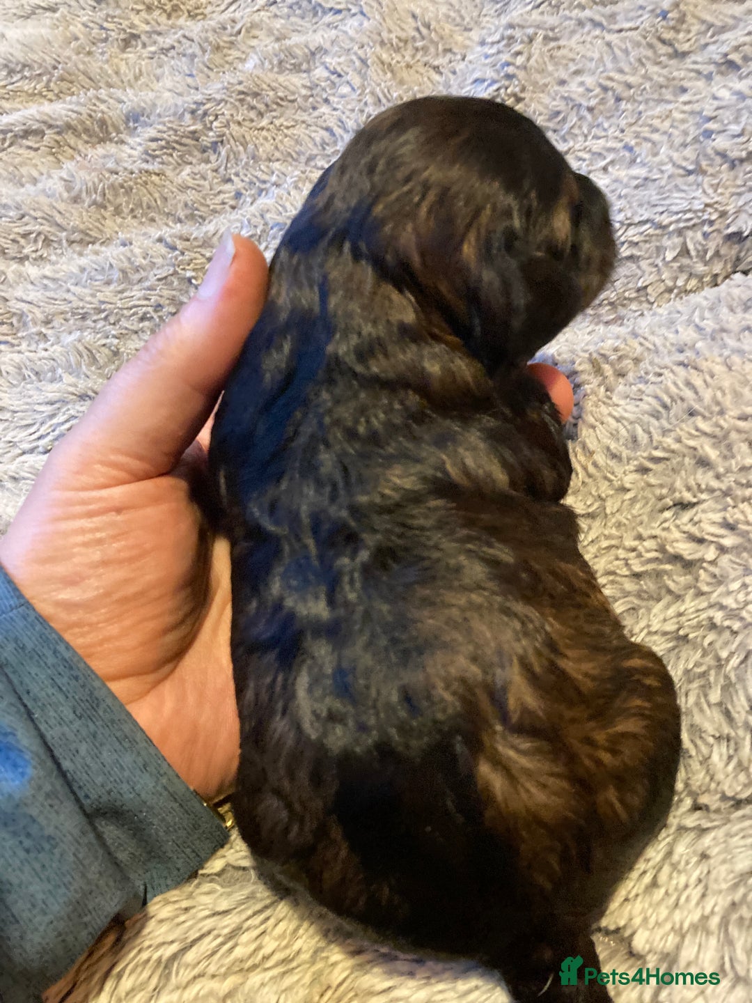 Cockapoo dogs for sale: Stunning Litter of Phantom F1 Cockapoo Puppies - Image 17