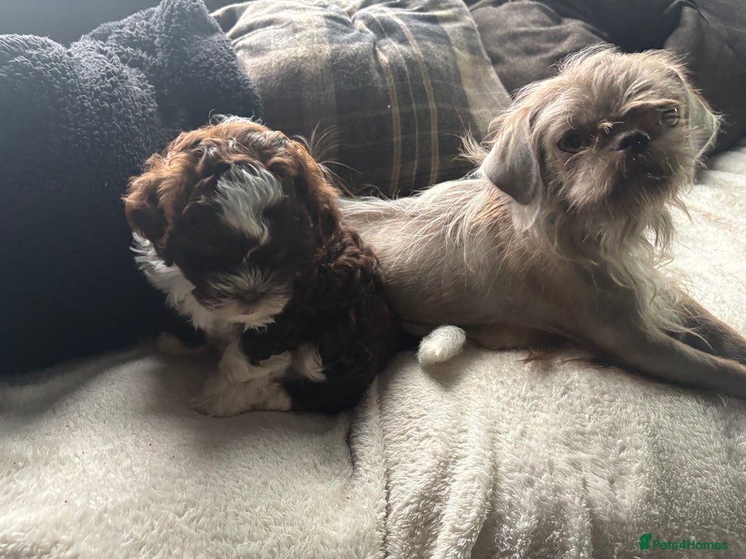 Shihpoo dogs for sale: Lovey shipooh pups  - Image 5