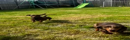 Dachshund dogs for sale: grey & white boy. Chocolate brown girl in Liverpool - Advert 2