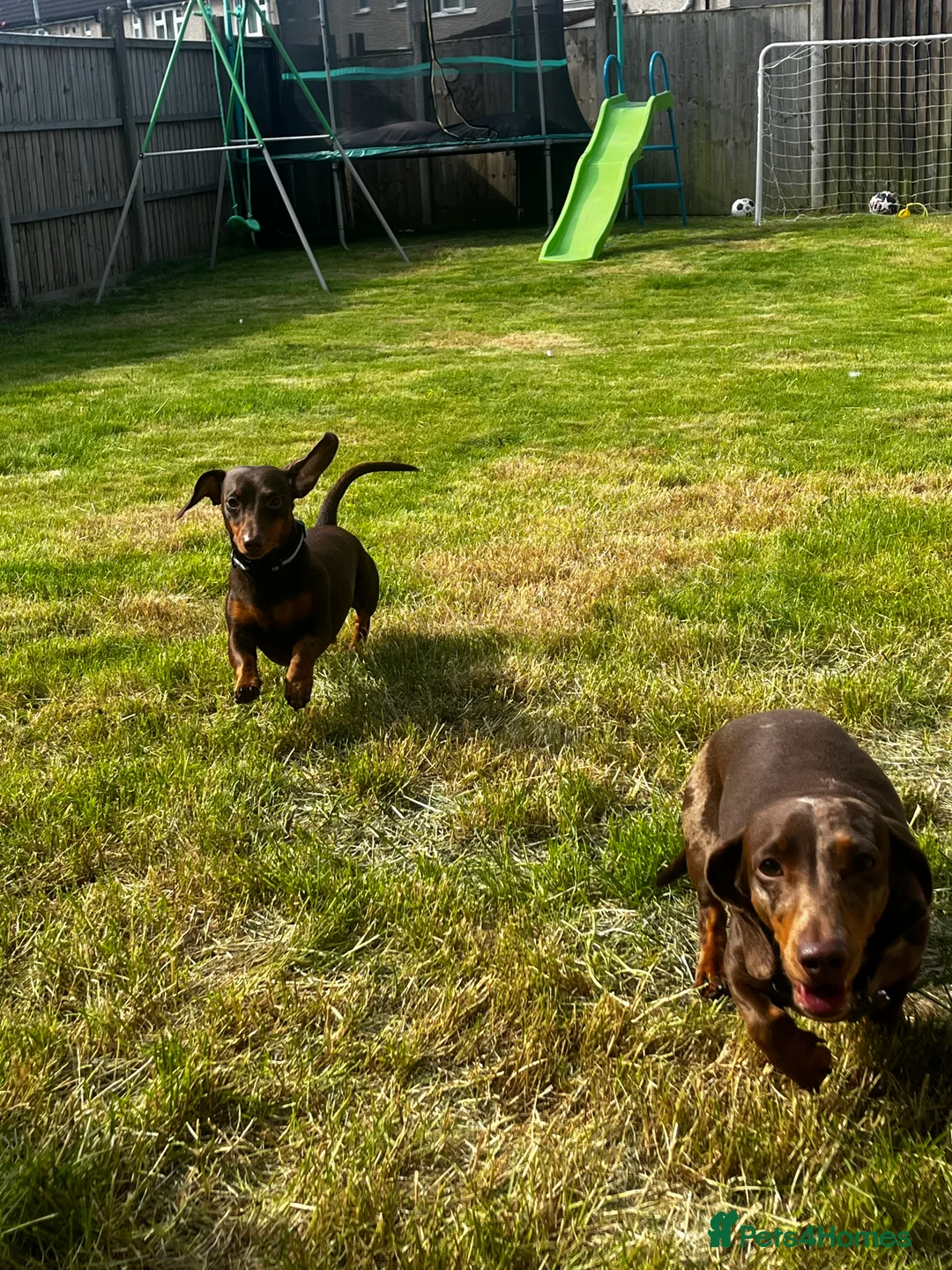 Dachshund dogs for sale: grey & white boy. Chocolate brown girl in Liverpool - Advert 2