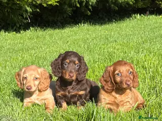 Dachshund dogs Adorable long haired miniature dachshund puppies - Advert 2