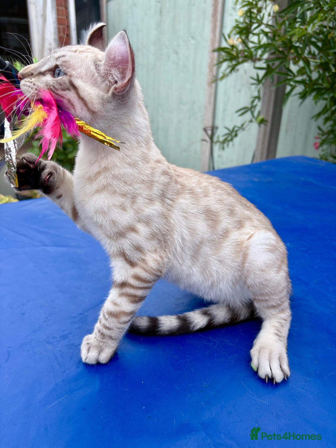 Keetso cats for sale: The best Keetso boy ever  - Image 5