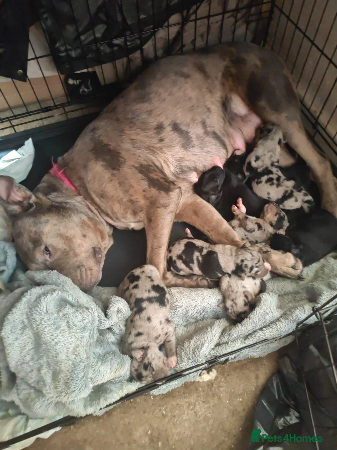 Mixed Breed dogs for sale: Staffy x Bullmastiff x Border Collie Puppies - Advert 2