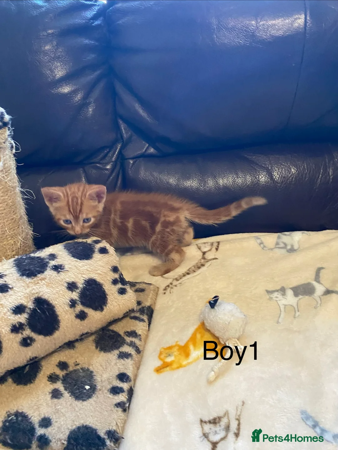 Bengal cats for sale: Bengal mix ginger kittens for sale - Advert 14