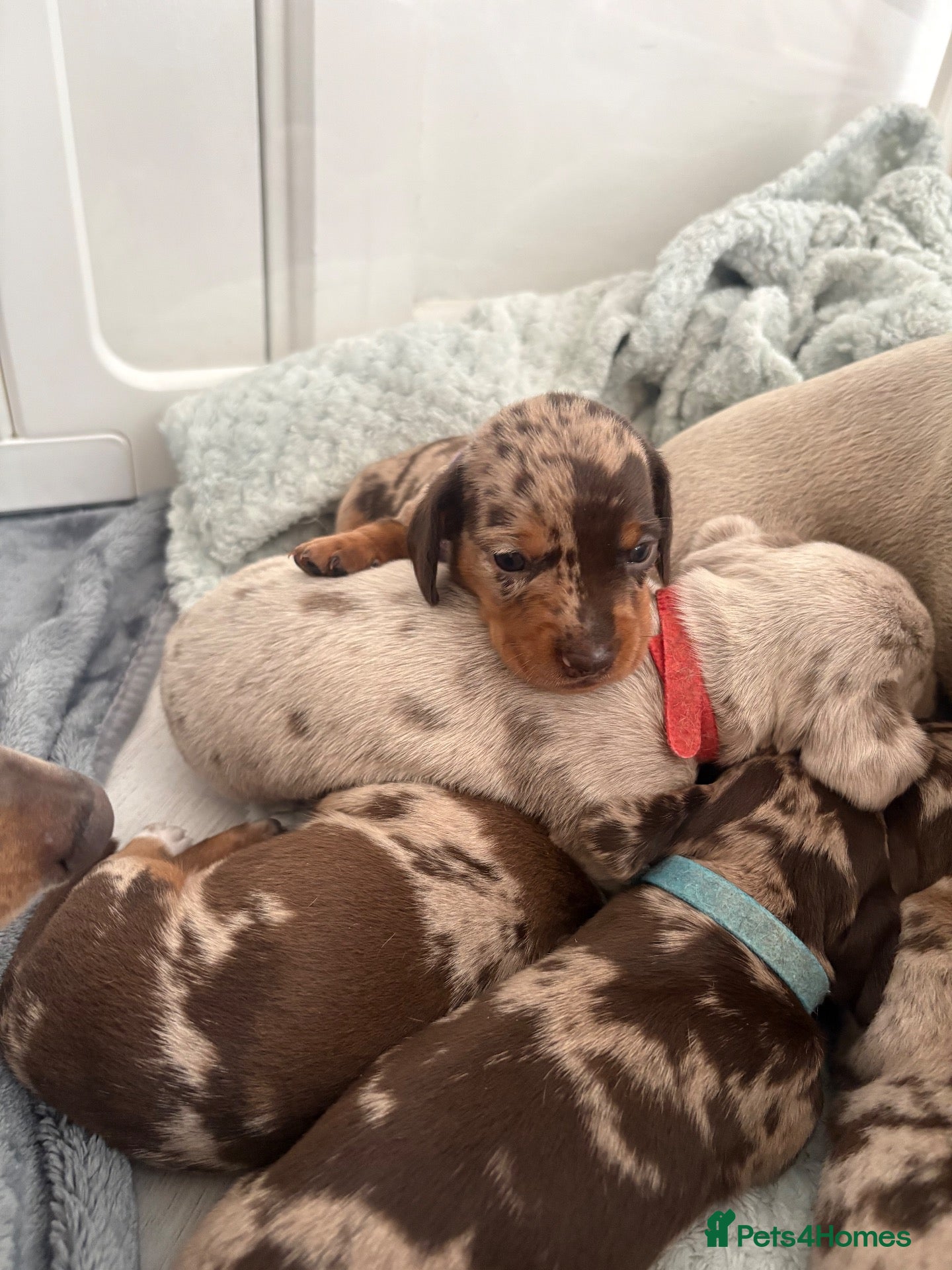 Miniature Dachshund dogs KC Miniature Dachshund Puppies | Champion Lines 🐾 - Advert 2