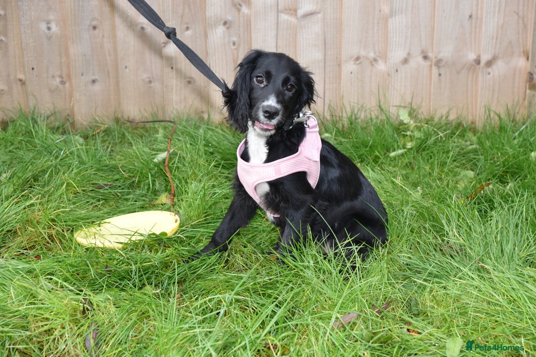 Cocker Spaniel dogs for sale: Kc ReG Cocker Spaniel Female - Advert 5