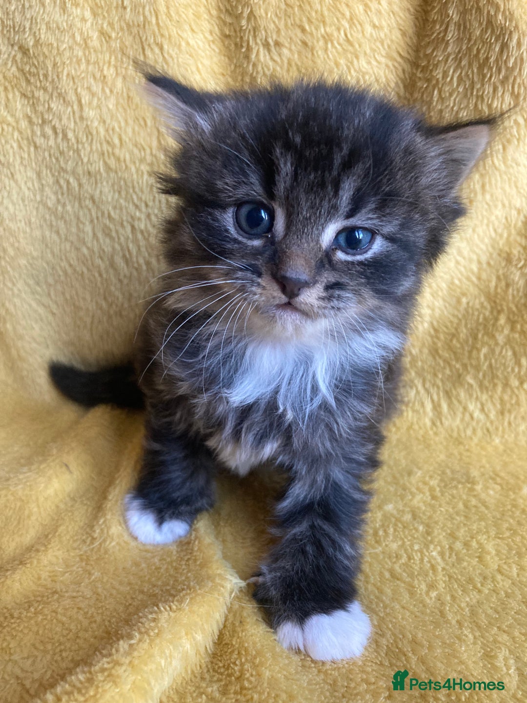 Maine Coon cats for sale: Maine coon  - Advert 3