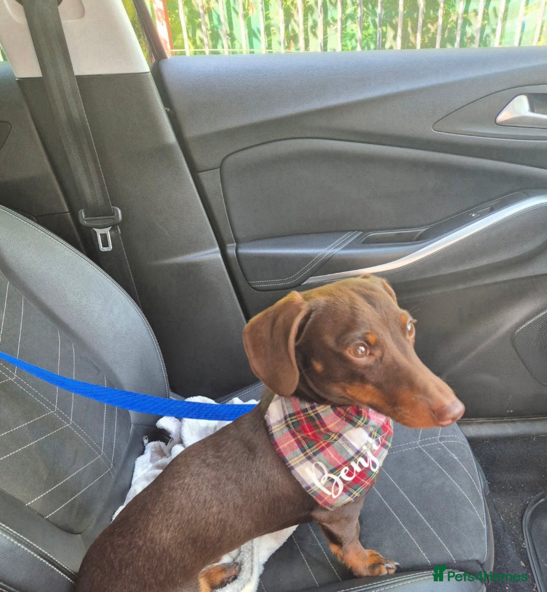 Miniature Dachshund dogs for stud: MINI DASCHUND FOR STUD - Advert 11