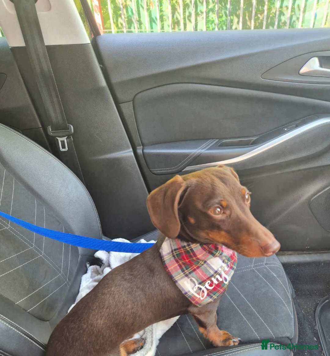 Miniature Dachshund dogs for stud: MINI DASCHUND FOR STUD - Advert 10