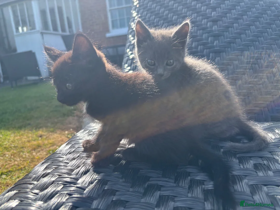 Mixed Breed cats for sale: 2 gorgeous kittens available  - Advert 1