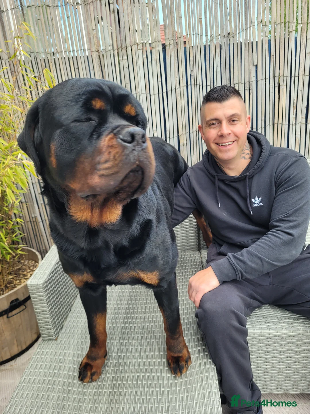 Rottweiler dogs for sale: GIANT ROTTWEILER PUP. PICK OF LITTER FEMALE - Advert 15