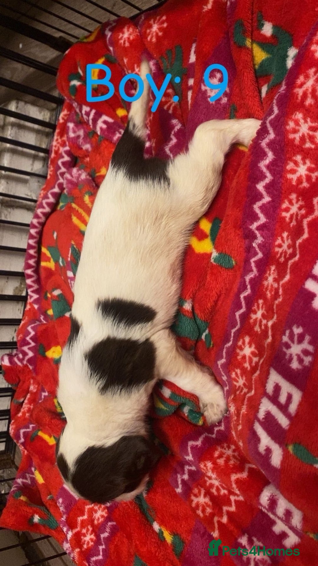 English Springer Spaniel dogs for sale: Beautiful litter of 11 springer spaniel puppies  - Advert 23