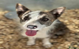 Mixed Breed dogs for adoption: Meet Fox, currently residing in Essex  - Image 2