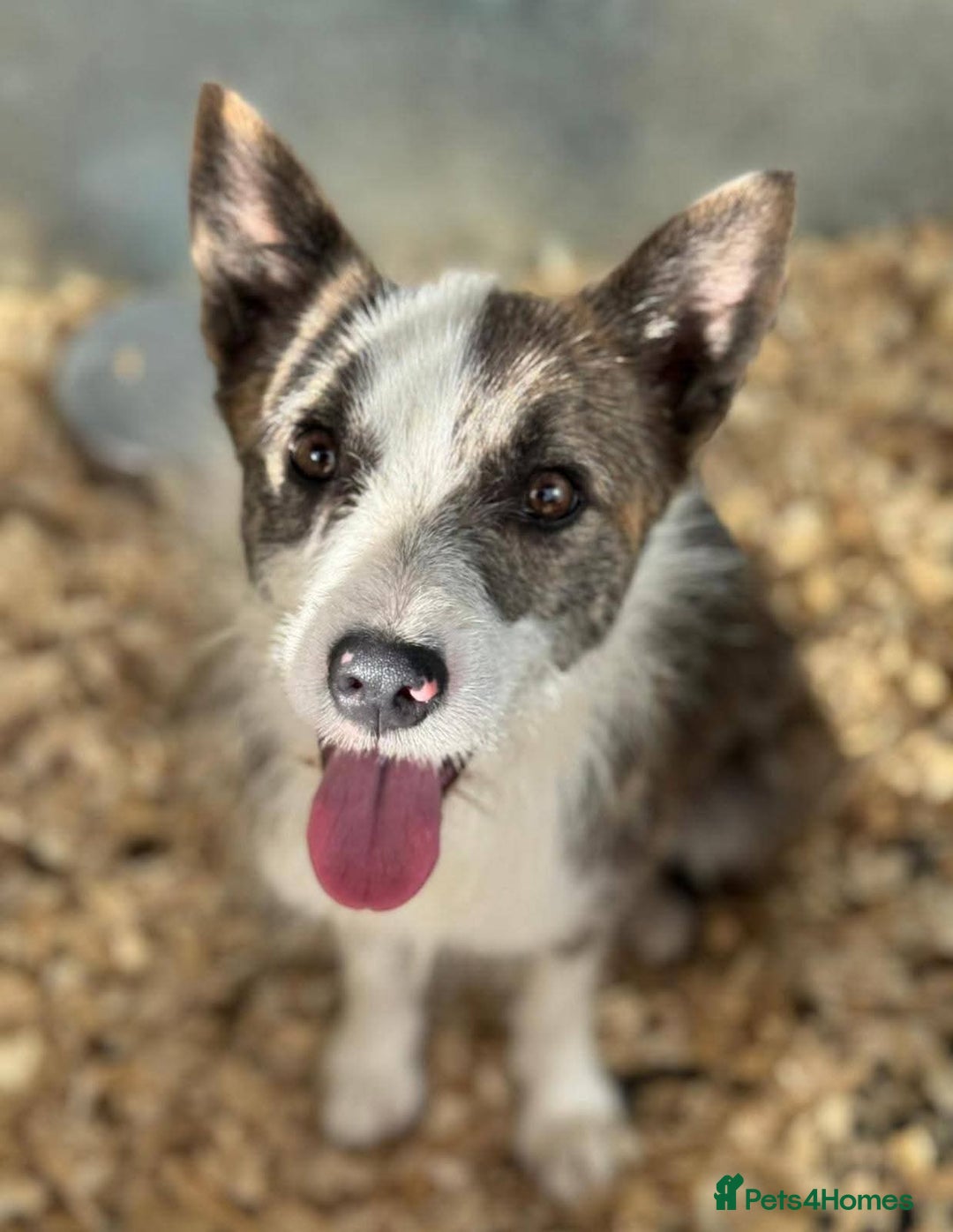 Mixed Breed dogs for adoption: Meet Fox, currently residing in Essex  - Image 2