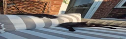 British Shorthair cats for sale: Cheeky tuxedo boy cat. - Advert 6