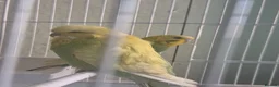 Budgerigars birds for sale: Exhibition budgie show budgie  in Birmingham - Advert 2