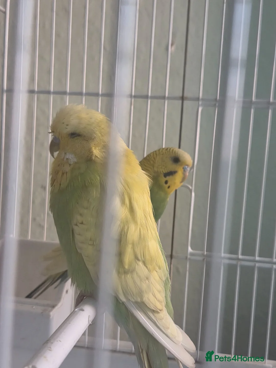 Budgerigars birds for sale: Exhibition budgie show budgie  in Birmingham - Advert 2