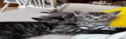 Maine Coon cats for sale: 5 Maine Coon kittens looking for their homes 🐾 - Advert 21