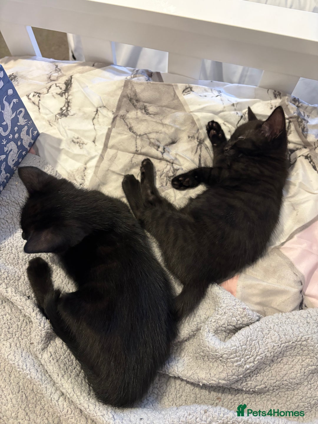 Mixed Breed cats for sale: girl kitten ready to go  - Advert 13