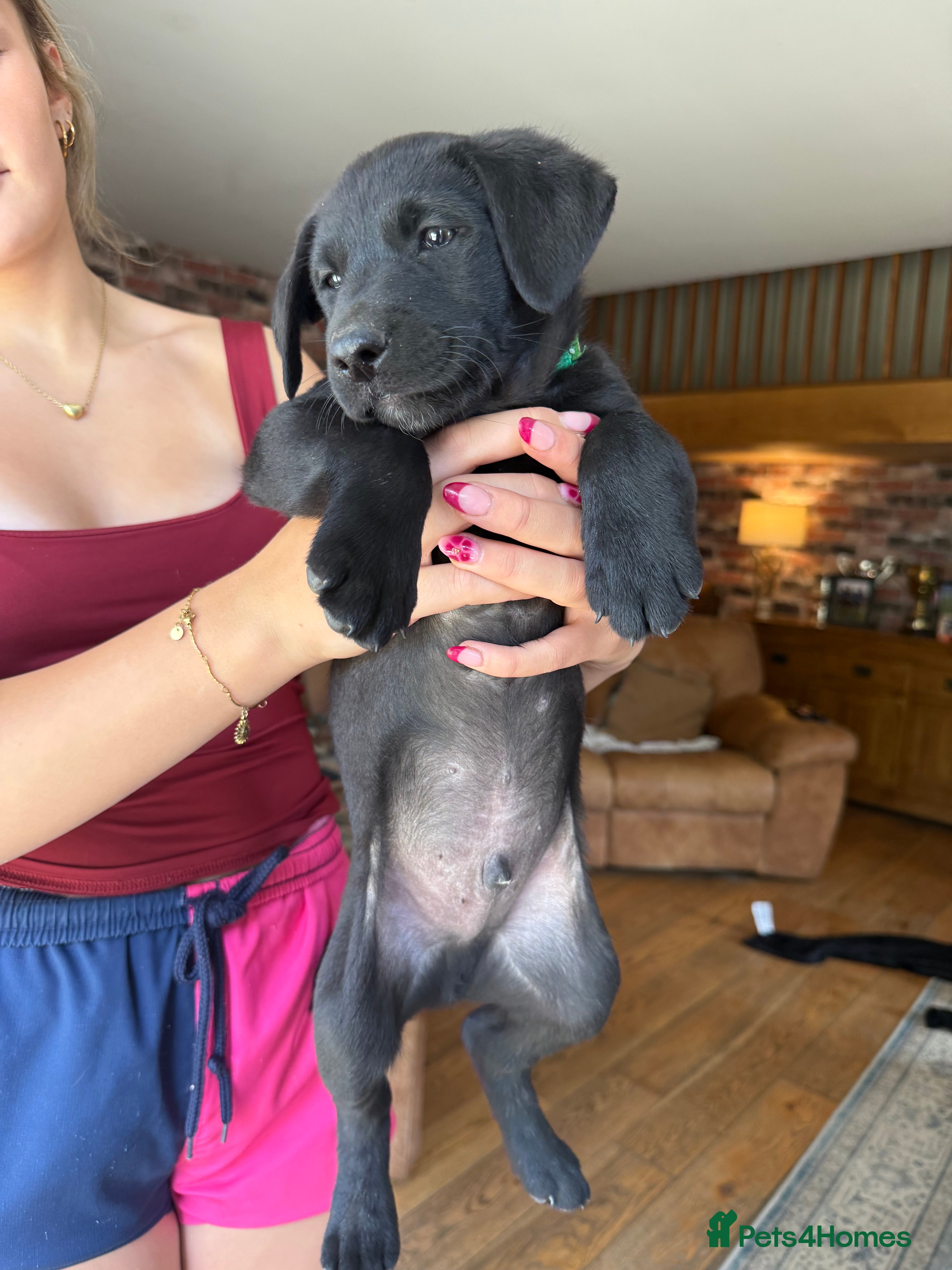 Borador dogs Stunning Lab x Collie, cream, black & chocolate! - Advert 2