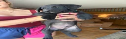 Borador dogs for sale: Stunning Lab x Collie, cream, black & chocolate! - Advert 23