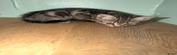 Mixed Breed cats for adoption: 1 tabby female 1 black and white male kittens  in Dagenham - Advert 4