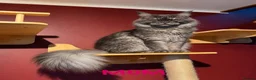 Maine Coon cats for sale: Maine Coon Kittens – Giant Bloodlines | Tica Reg. - Advert 2