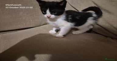 Mixed Breed cats - Advert 13
