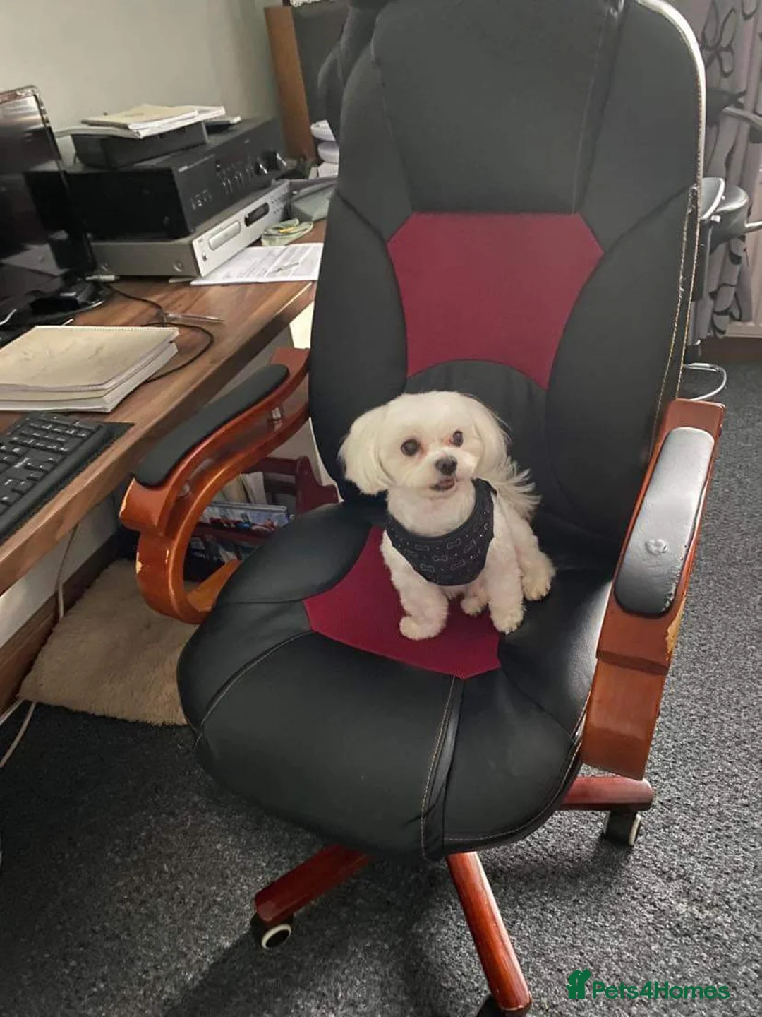 Maltese dogs for stud: KC reg Maltese STUD in Coatbridge - Advert 8