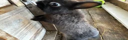 Netherland Dwarf rabbits for sale: A beautiful netherland dwarf bunny for sale🐰 - Advert 5