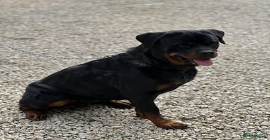 Rottweiler dogs Adult Girl 4 Years Old  - Advert 1