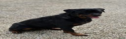 Rottweiler dogs for sale: Adult Girl 4 Years Old  - Advert 2