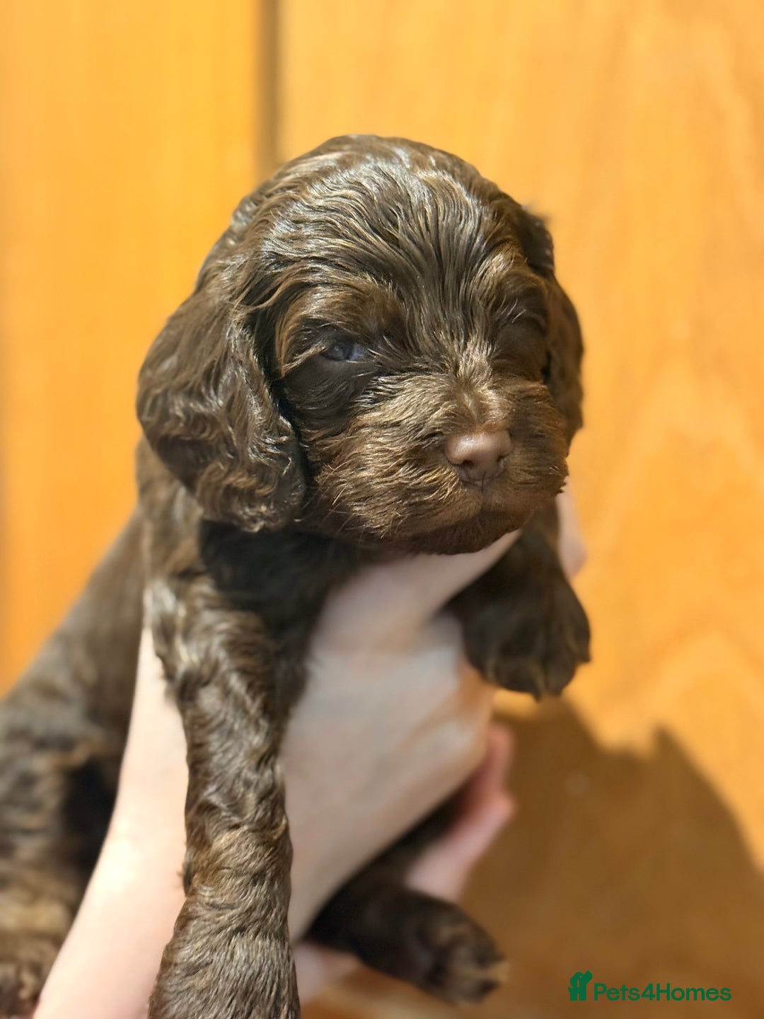 Cockapoo dogs for sale: Toy cockerpoo puppies  - Advert 18