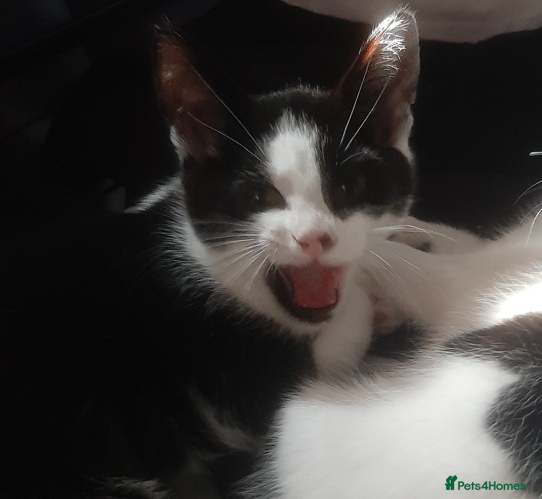 Russian Blue cats for sale: 2 kittens, very playful and loving - Advert 8