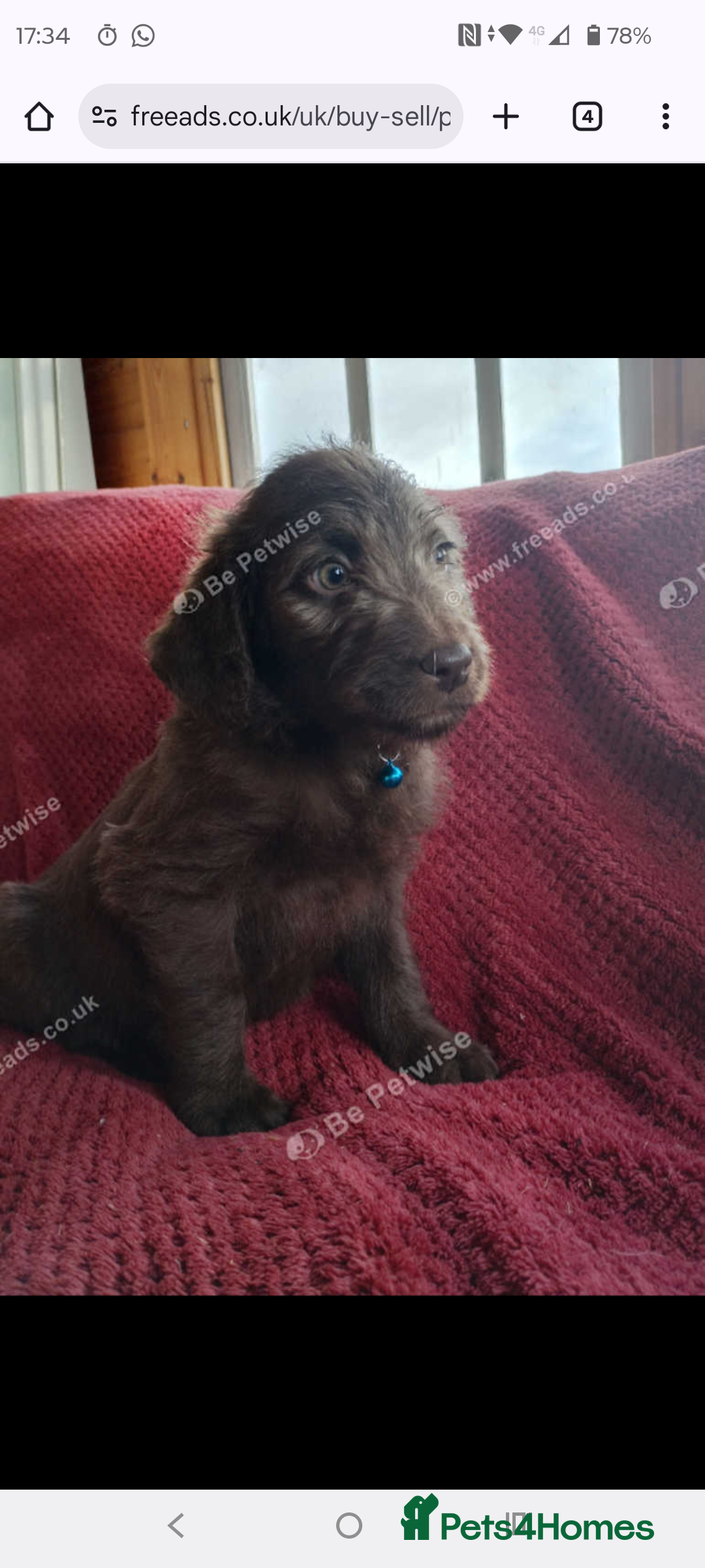 Labradoodle dogs for sale: Labradoodle puppies - Advert 5