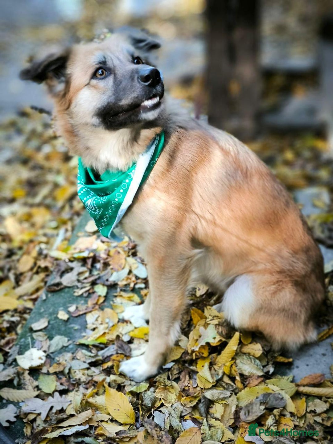 Mixed Breed dogs for adoption: 🐶💖 SOFIE 💖🐶 - Advert 21