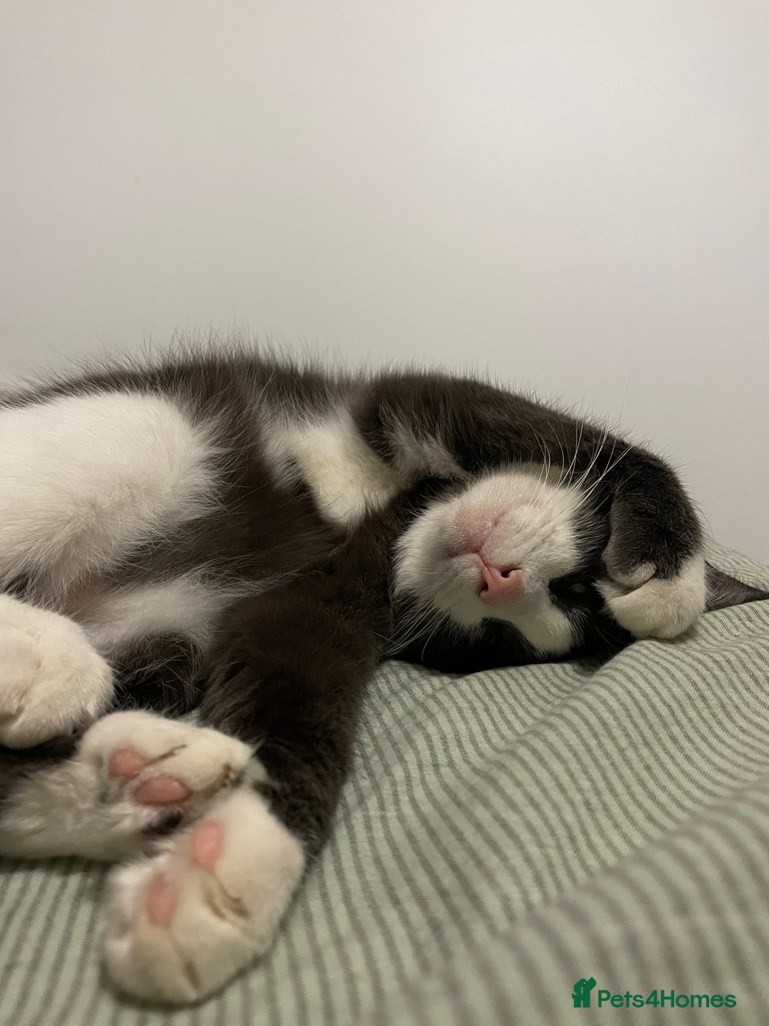 Mixed Breed cats for sale: Fidget (8) & Lily (5) Seeking Loving Home  - Advert 3