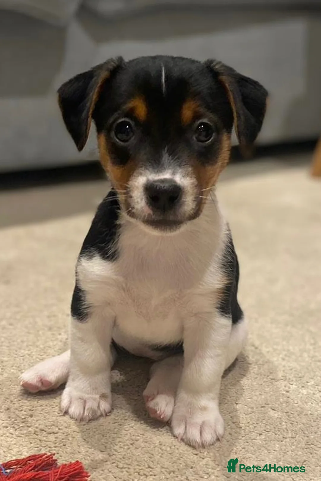 Jack Russell dogs for stud: Proven Short leg mini Jack Russell for stud in Gloucester - Advert 9