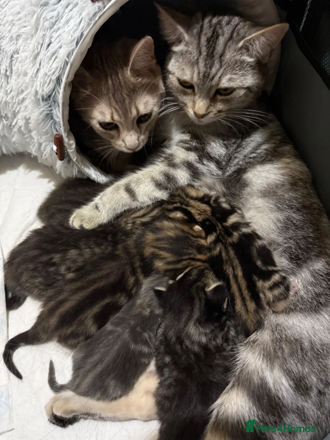 Mixed Breed cats for sale: Adorable Fluffy Tabby MaineCoon mixed Kitten🐱💕  - Advert 2