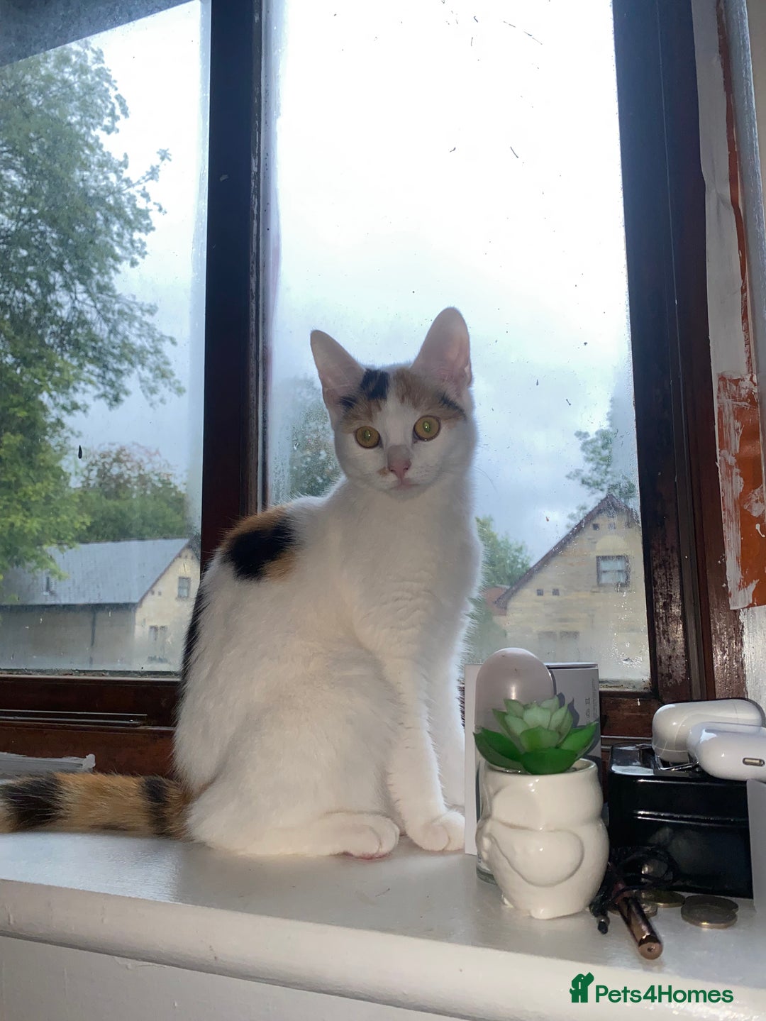 Turkish Van cats for sale: Turkish Van - Advert 2