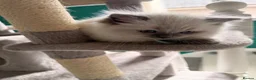 Ragdoll cats for sale: GCCF Ragdoll females excellent pedigree  - Advert 18