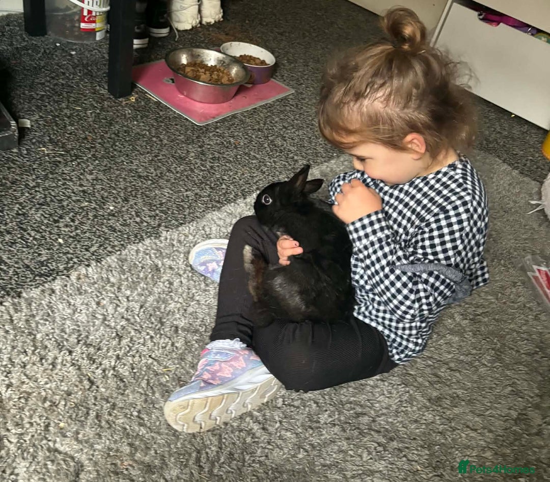 Mixed Breed rabbits for sale: 2 Very Freindly And Loving Rabbits - Advert 6